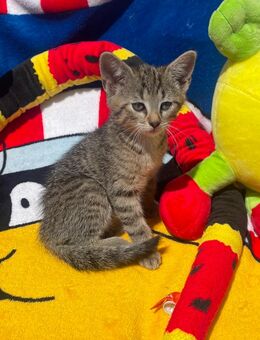 Samtpfoten suchen Zuhause – 3 verspielte weibliche Kitten vom Bauernhof - Schkeuditz Zentrum