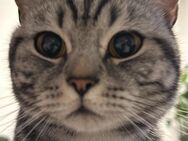 Bkh Tabby Kater - Düsseldorf