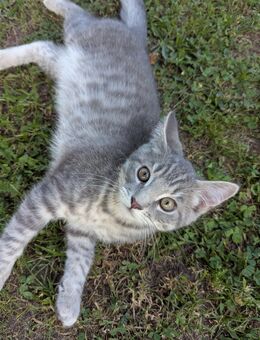 Süßer Maine coon BKH katerchen, Blau -grau - Kyritz