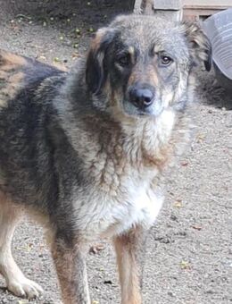 Kassindra 54 cm - Alpenrod