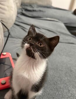 Bkh/Ekh kitten - Aachen