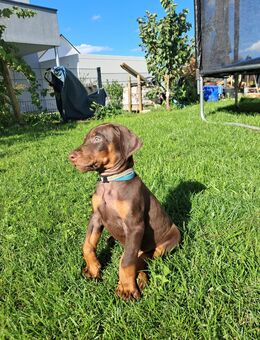 Dobermann Welpen zum Verkaufen - Augsburg