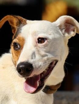 Parche, aktiv, freundlich, offen - Westerholt