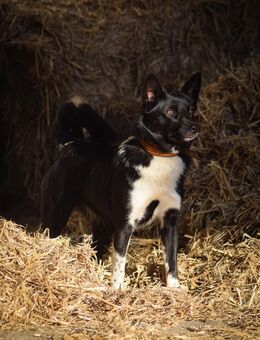 Wer hat noch ein Plätzchen im Herzen frei, Hope ca 9 Monate - Hohe Börde