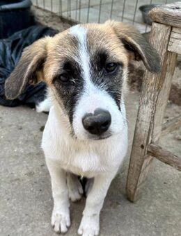Gudrun sehnt sich nach einem Zuhause - Großefehn