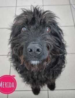 Merida ein Traumwesen - Flörsheim-Dalsheim