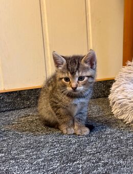 Katzenbabys - Calau Zentrum