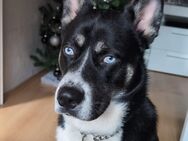 Husky Rottweiler mix - Kirn Zentrum