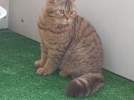 Junger Kater (8 Monate) sucht liebevolles neues Zuhause - Unterschleißheim