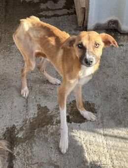 Notfall! PIPPILOTTA braucht ein Zuhause! - Neuberg