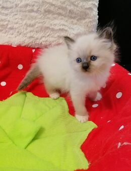 Heilige birma kitten - Geislingen (Steige)