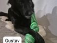 Gustav, schwarz, groß und keine Chance? in 64560