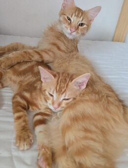2 maine coon mix kater - Hardthausen (Kocher)