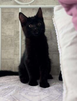 Baby Katzen sofort abzugeben - Duisburg