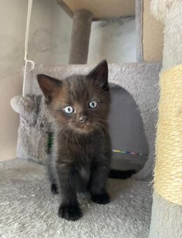 Katzen suchen liebesvolles Zuhause - Hamburg