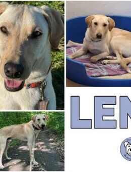 LEN -sucht hundeerfahrene Menschen- - Duisburg