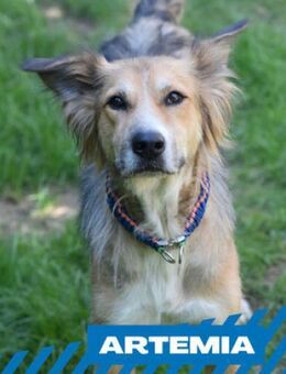 Artemia - großartig, lernwillig - Berlin