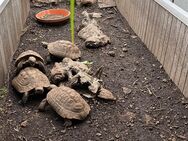 Griechische Landschildkröten - Henstedt-Ulzburg