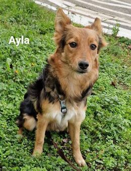 Ayla, sanft und freundlich - Linden (Hessen)