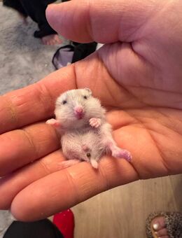 dsungarische Zwerghamster suchen ein liebevolles Zuhause - Delmenhorst