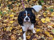 Harry - Zuhause gesucht - Lippetal