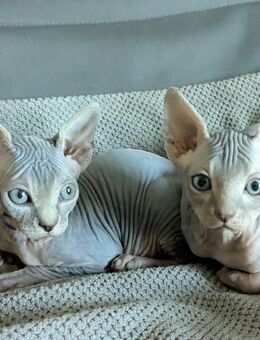 Sphynx Kitten in liebevolle Hände abzugeben - Wismar