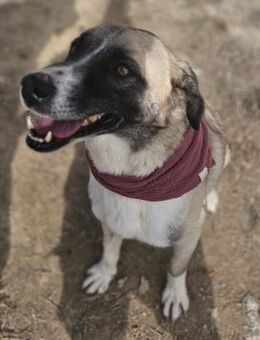 Bjanka - Tolle Hündin sucht Ihr Glück - Berlin