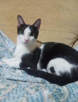 Liebevoller Bubby (ALO) - Geisenheim