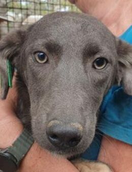 FLORA-wunderschöne Jung-Hündin, 44 cm - Rösrath