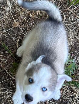 Titan, Theodora, Thor, Terra, Tellus und Tara Siberian, Malamutes zum Verlieben - Seßlach