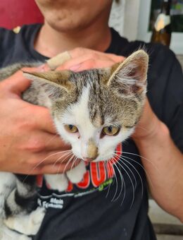 Katzen 14 Wochen alt - Wangen (Allgäu)