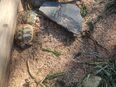 Schildkröten Babys griechische Landschildkröten mit Cites Papieren in 92637