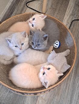 2 bkh kitten noch frei. Stammbaum blue und Creme - Meßkirch