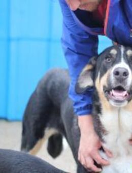 Matilda sucht ein liebevolles Zuhause - Insheim