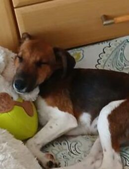 🐾❤️ BEN SUCHT EIN ZUHAUSE ❤️🐾 - Stuttgart