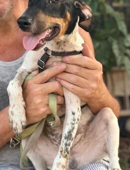 Giuseppe sucht liebevolle Menschen - Grevenbroich