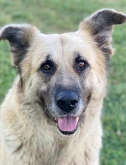 Pinja, geb. ca. 12/2021, GRIECHENLAND - Markdorf