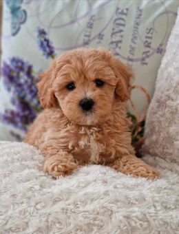 Maltipoo welpe rüde - Köln