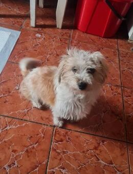 Levi, Herzensbrecher sucht Familie - Leonberg (Baden-Württemberg)