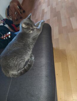 Europäische Kurzhaar Kater abzugeben - Namborn