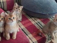 Britisch Kurzhaar Kitten zu verkaufen. - Kassel