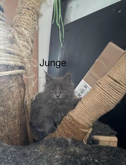4 Zuckersüsse Maine Coon Kitten - Todtenweis