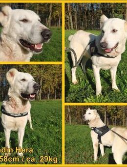 Hera Mischling Hündin sucht Zuhause - Margetshöchheim