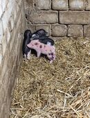 Minischweinferkel in 35579