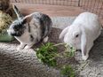 Zwergkaninchen und widder in 40474
