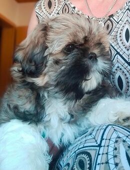 Shih-Tzu Welpen - Lauda-Königshofen