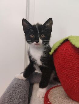 Zwei süße Katzenbabys suchen ein liebevolles Zuhause ! - Marne