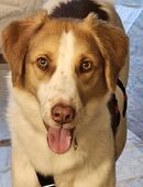 Loki – bekommt er jetzt seine Chance? in 51145