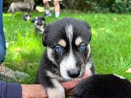 Border Collie & American Shepherd Mix Welpen - Celle