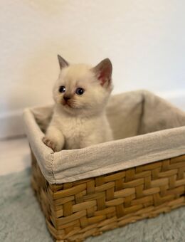 BKH Kitten - Bremen